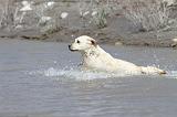 LABRADOR 538